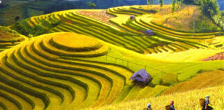 beautiful rice fields in vietnam