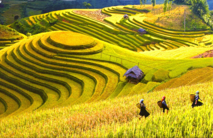 beautiful rice fields in vietnam